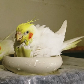 さっぱりの画像