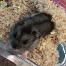 ハムちゃん２匹　いらっしゃい＾＾の画像