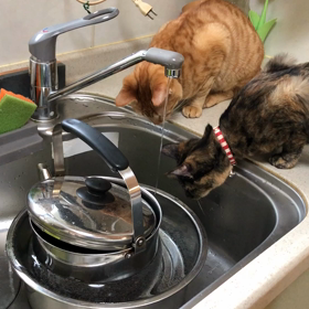 チビーズ  やんちゃ盛りの画像