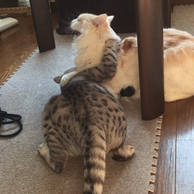 今日の令和の令くん　4月30日withラテ　手洗い令くん（動画）の画像