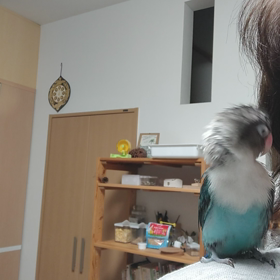 直線番長ミントの画像