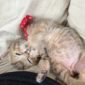 今度のネイルはどんなデザインにしようかしら❓の画像