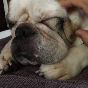 ふてぶてしさ......たまりません( ´ ▽ ` )ﾉの画像