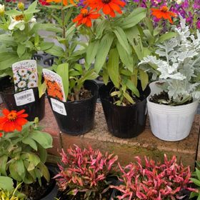 それぞれの秋の画像