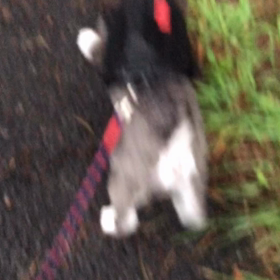 夕散歩で激吠えの画像