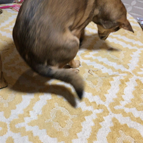 ほりほりの画像