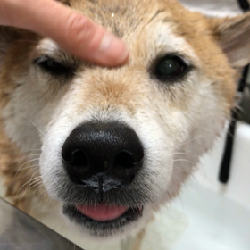 柴ちゃんお風呂の画像