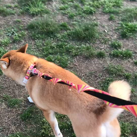 ♪お散歩動画♪代々木公園♪②の画像