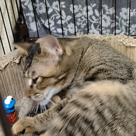 今日のリンツ&マムちゃん♡の画像