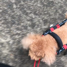 ♪お散歩動画♪砧公園♪の画像