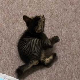 ごまちゃん、またまたやらかしました。の画像