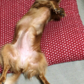 ミレーナの画像