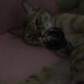 うごかニャンコの画像