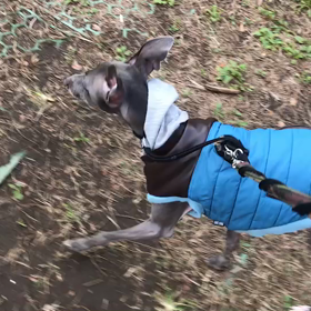 ♪お散歩動画♪代々木公園♪の画像