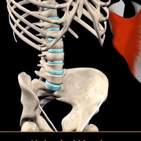 なぜ腹横筋を意識させるのか！？の画像