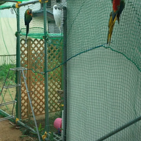 タイハクオウムの画像