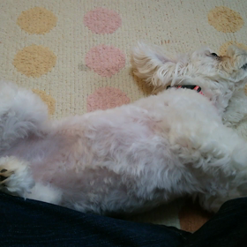 ムキッパだけど…の画像