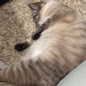 またこさんの癒し動画の画像