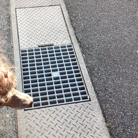 音ちゃんの引っ張り　お散歩編の画像