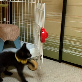 コメディアン麦。の画像