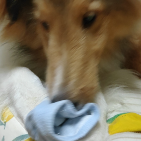 ドロボー！の画像