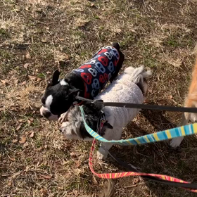 2月2日12わんこと2時間遠足　　代々木公園の画像