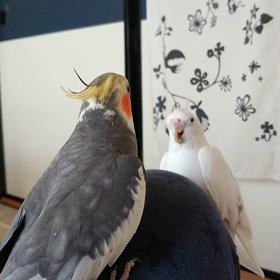 奪い合いの画像