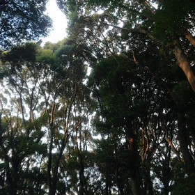 夏のシンフォニーの画像