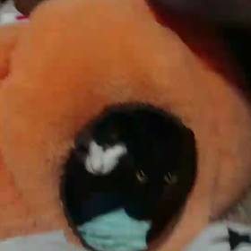 はちテト動画の画像