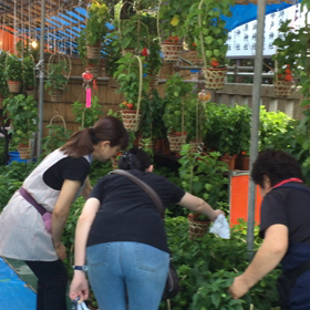 四万六千日の画像