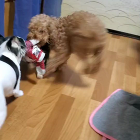 トイプードル 4歳♀ ももちゃんの画像