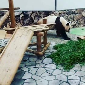 南紀白浜アドベンチャーワールドの画像