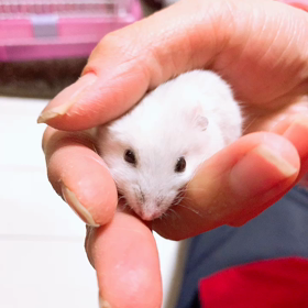 いらっしゃい☺️の画像