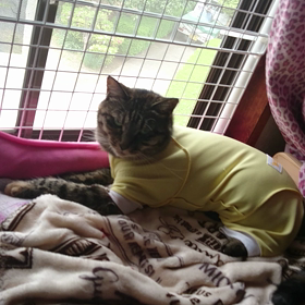 我が家のﾆｬﾝｽﾞﾙｰﾙの画像