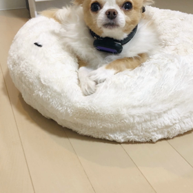 魔法のコトバでしゅの画像