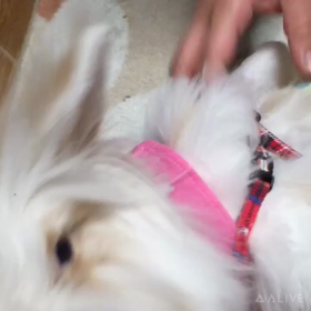 ふわりの部屋んぽの画像