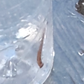 今年もヒルの季節が戻って来たの画像