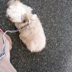 お泊まり　ジジちゃん、ダダくんの画像