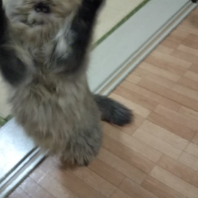 動画の画像