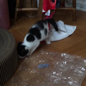 ピノちゃん日記7月14日の画像