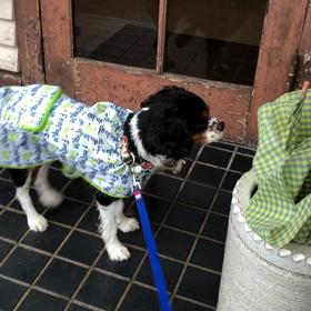 ■朝のごあいさつ■の画像