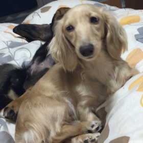 ニコのあくびの画像