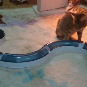 やんちゃ盛は今日も元気の画像