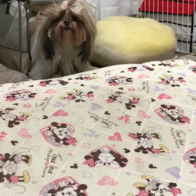 ひとりで運動会の画像