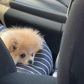 うとうと。の画像