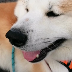 昨日一ヶ月ぶりにシャンプーして良い臭いぷんぷんの未来丸。今朝もゴロ寝しながらのお散歩、元気に終了の画像