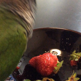 いちご と ほーちゃんの画像