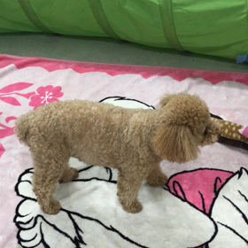 ♪プレイルーム動画♪④の画像