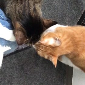 夜中のブラッシングタイムの画像