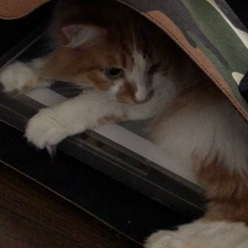 うちのベルお嬢様☺️の画像